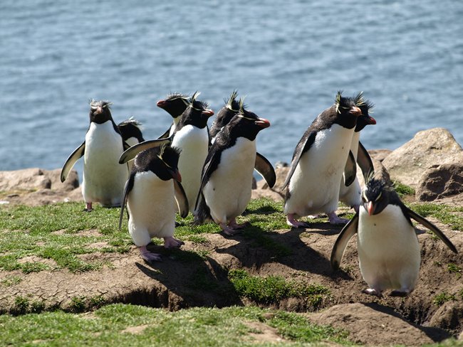 ../../Pictures/241209/078 RockHOPPER rechts unten.JPG
